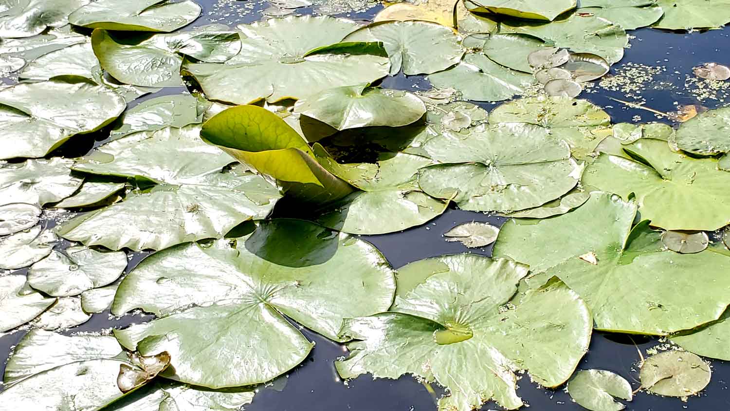 Lilly pads shining in the sunlight at Veteran Acres Park.