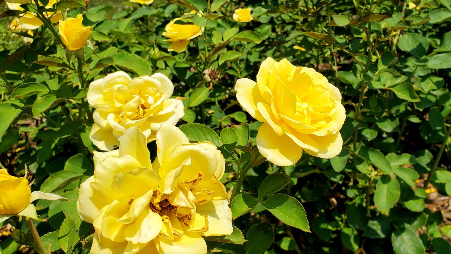 Yellow roses at the Claire and Mile Mills Rose Garden at Greenwood Park, Des Moines, Iowa.