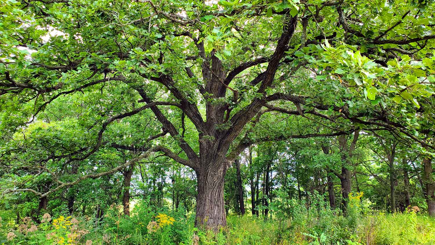 Amazing grand tree near the picnic shelter by the pond at the Pleasant Valley Conservation Area.