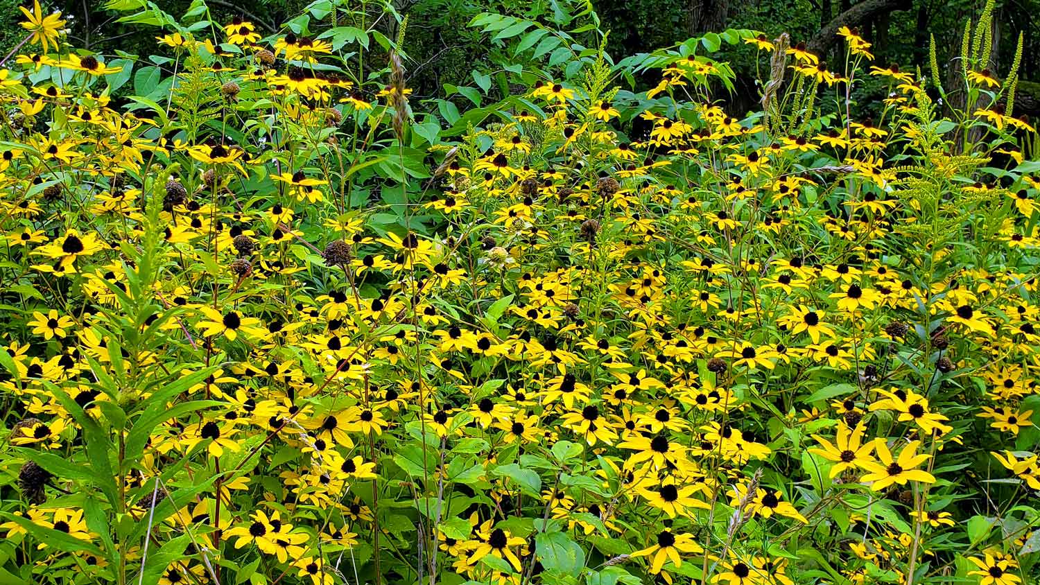 Sea of Black-Eyed Susans at the Pleasant Valley Conservation Area.