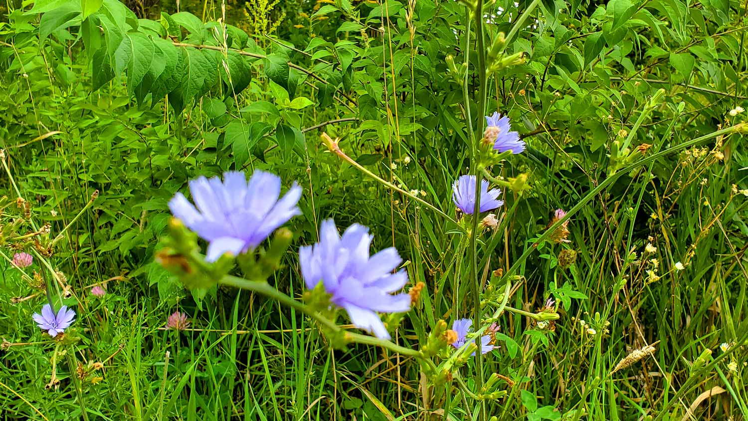 Blue flowers along the trails at the Pleasant Valley Conservation Area.