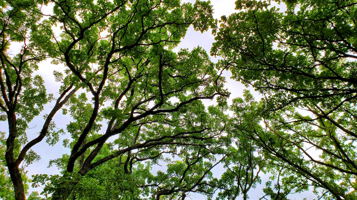 Majestic oak canopy of the natural amphitheater at the Pleasant Valley Conservation Area.