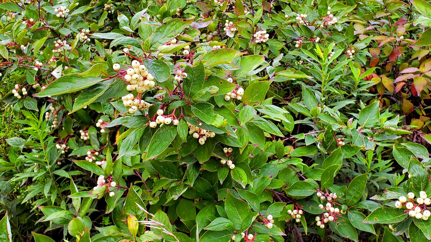 Plant with white berries at the Pleasant Valley Conservation Area.