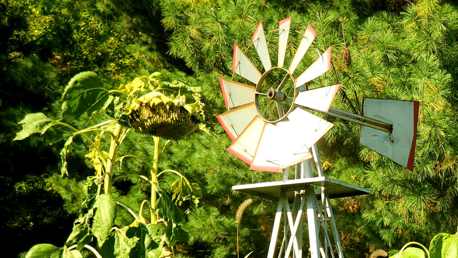Windmill and remains of sunflower at 5 Lazy K Ranch.