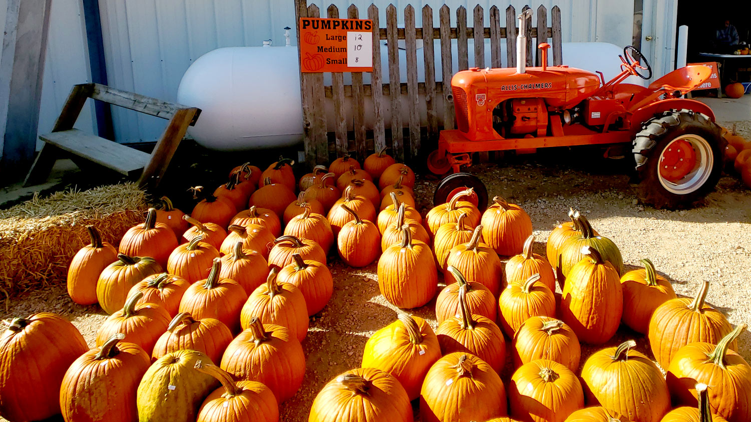 Pumpkins for sale at Cody's Farm and Orchard.
