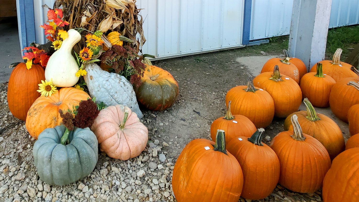 Autumnal display and pumpkins at Cody's Farm and Orchard.