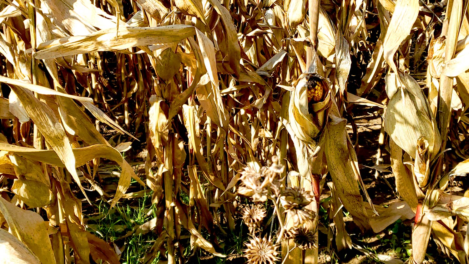 Ear of corn at Cody's Farm and Orchard.