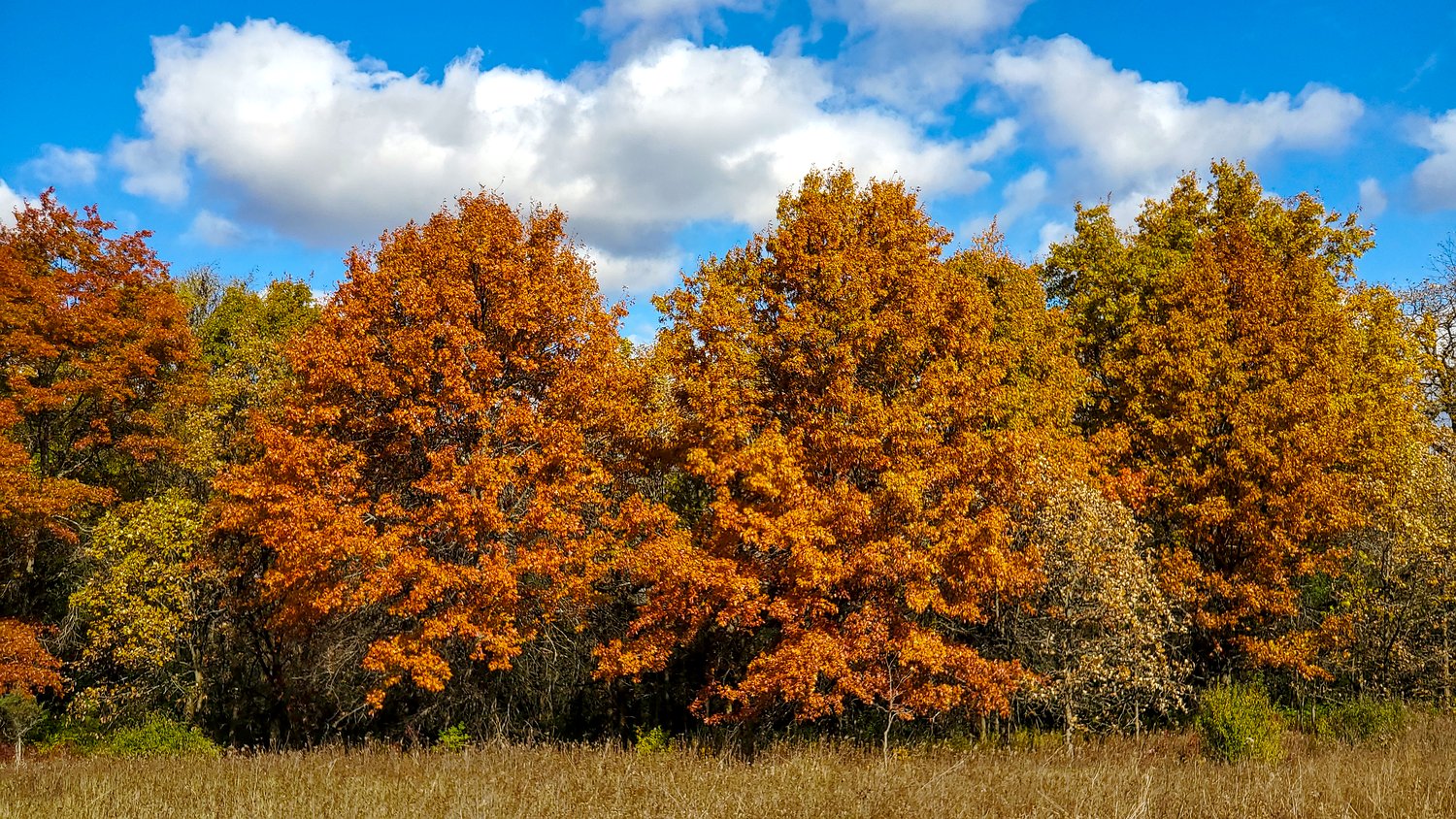 Full autumn display at Rush Creek Conservation Area.