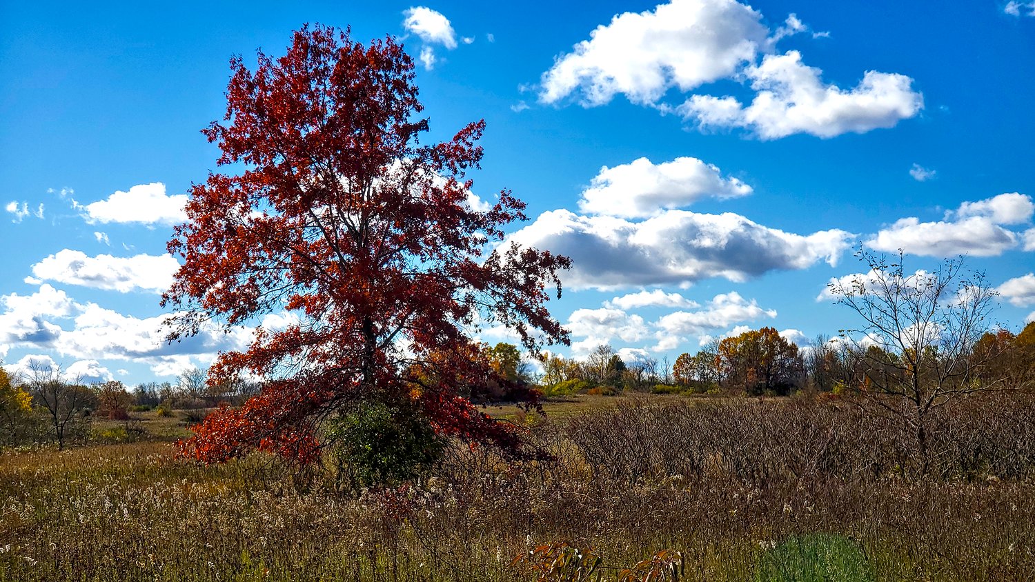 Vibrant red leaves on tree surrounded by grasses and forbs at Rush Creek Conservation Area.