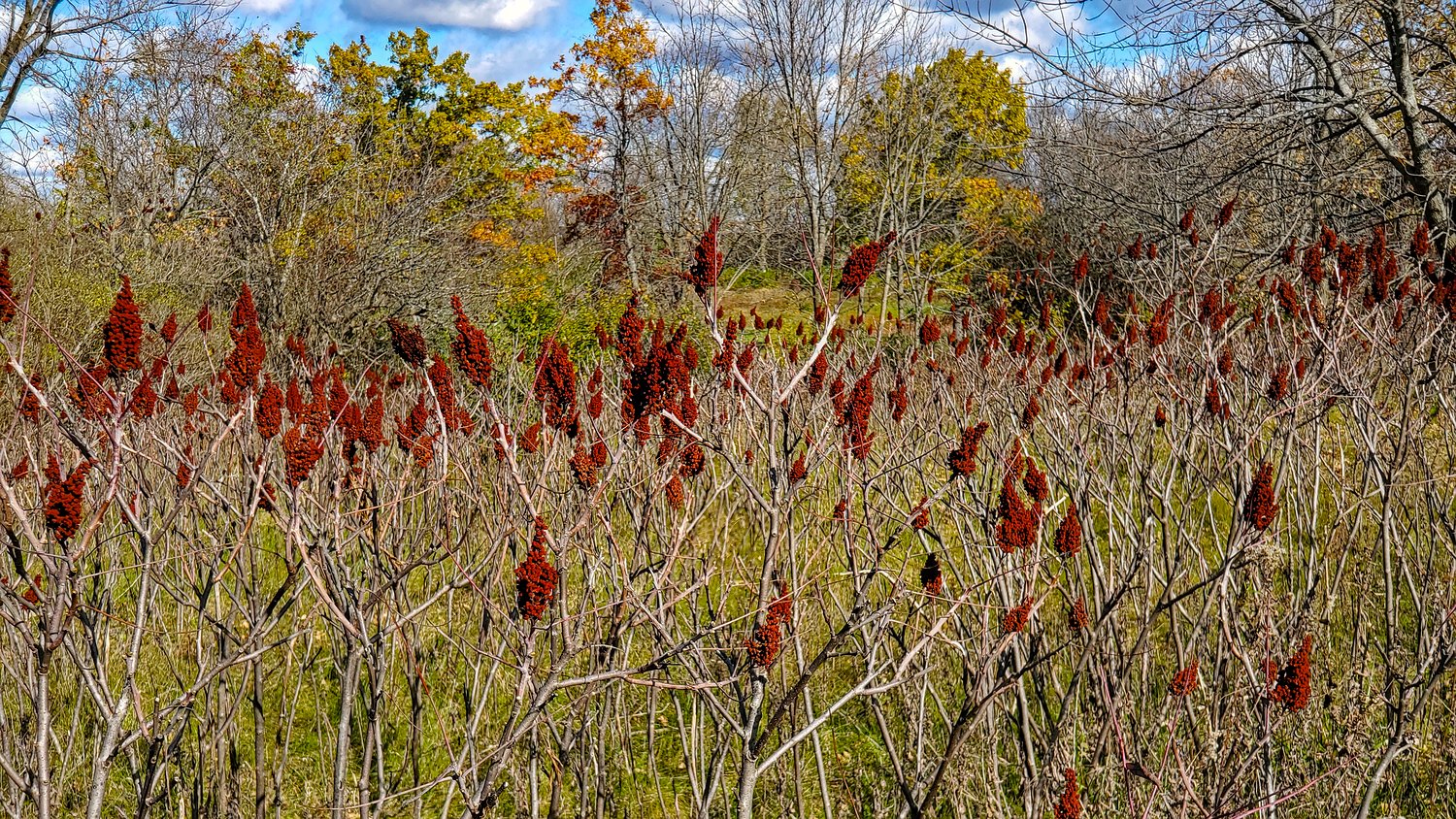 Deep, rich, late fall colors at Rush Creek Conservation Area.