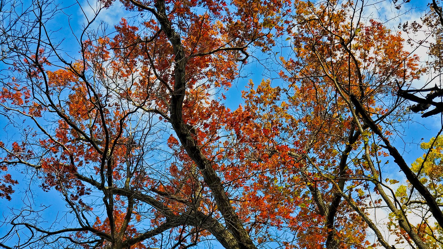 Red, orange, and yellow leaves against blue sky at Rush Creek Conservation Area.