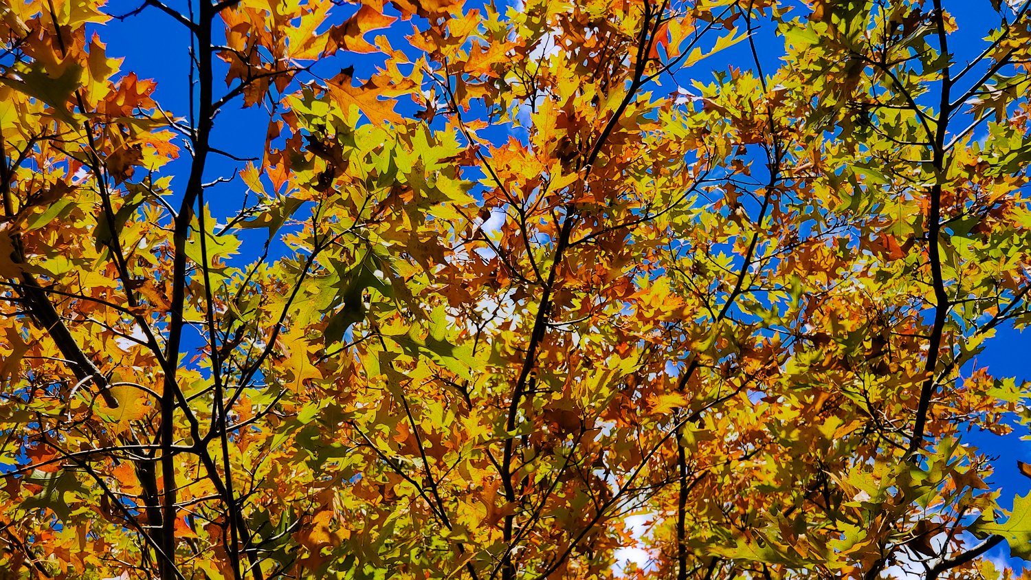Vibrant fall leaves against the blue sky at Rush Creek Conservation Area.