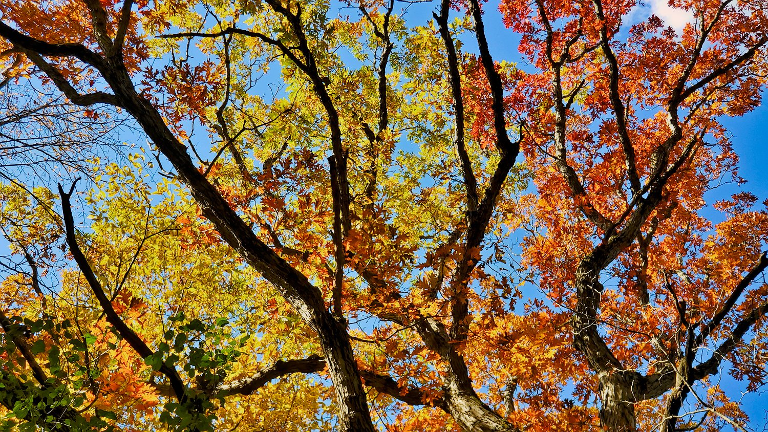 Yellow and orange leaves against the pale blue sky at Rush Creek Conservation Area.