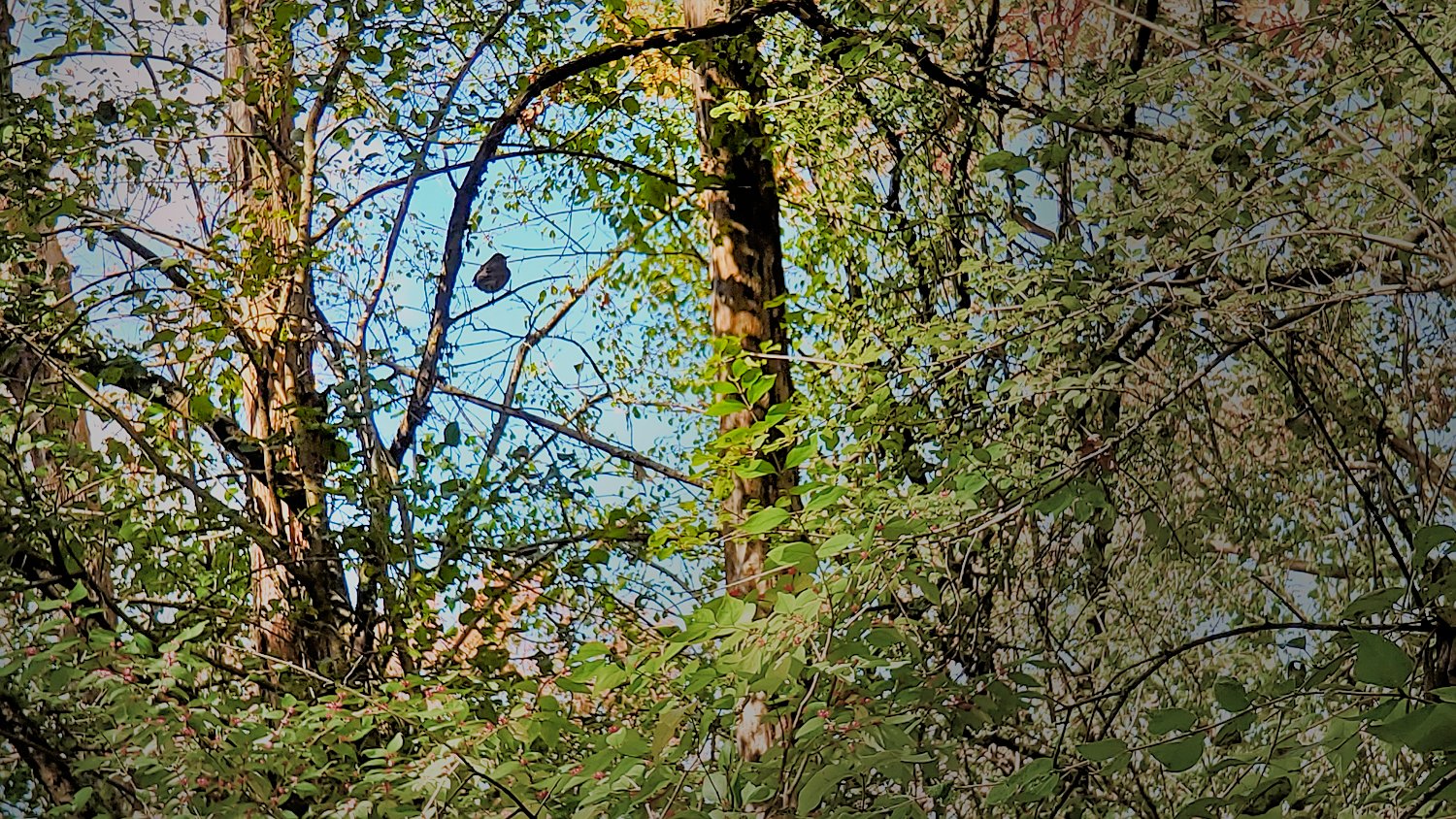 Bird on a branch at Rush Creek Conservation Area.
