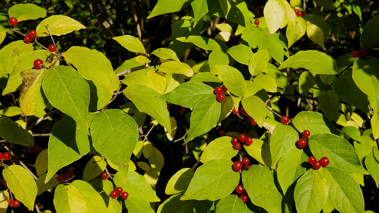 Red berries, green leaves, and a fly at Rush Creek Conservation Area.