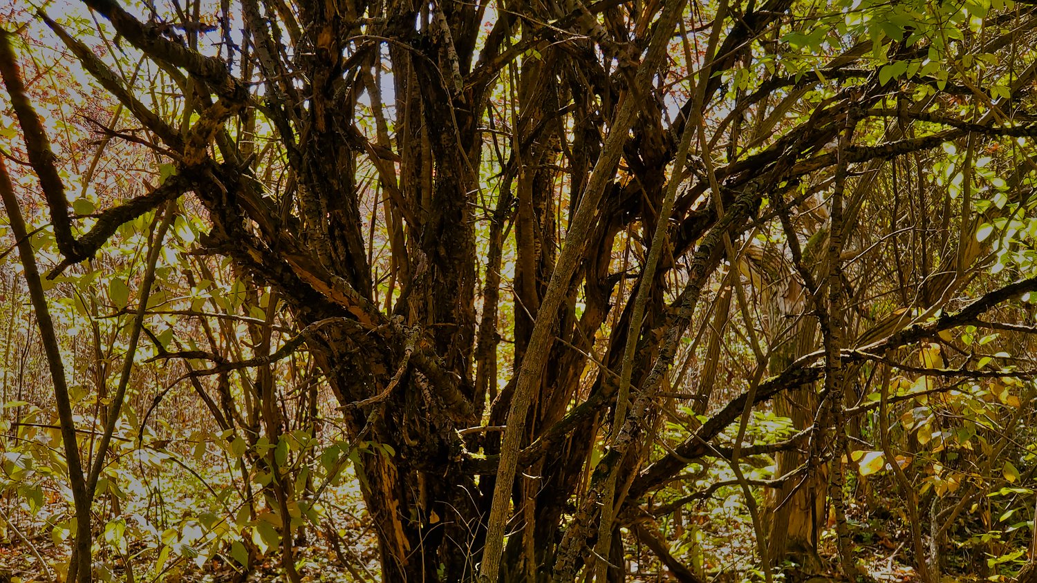 A tangle of growth at Rush Creek Conservation Area.
