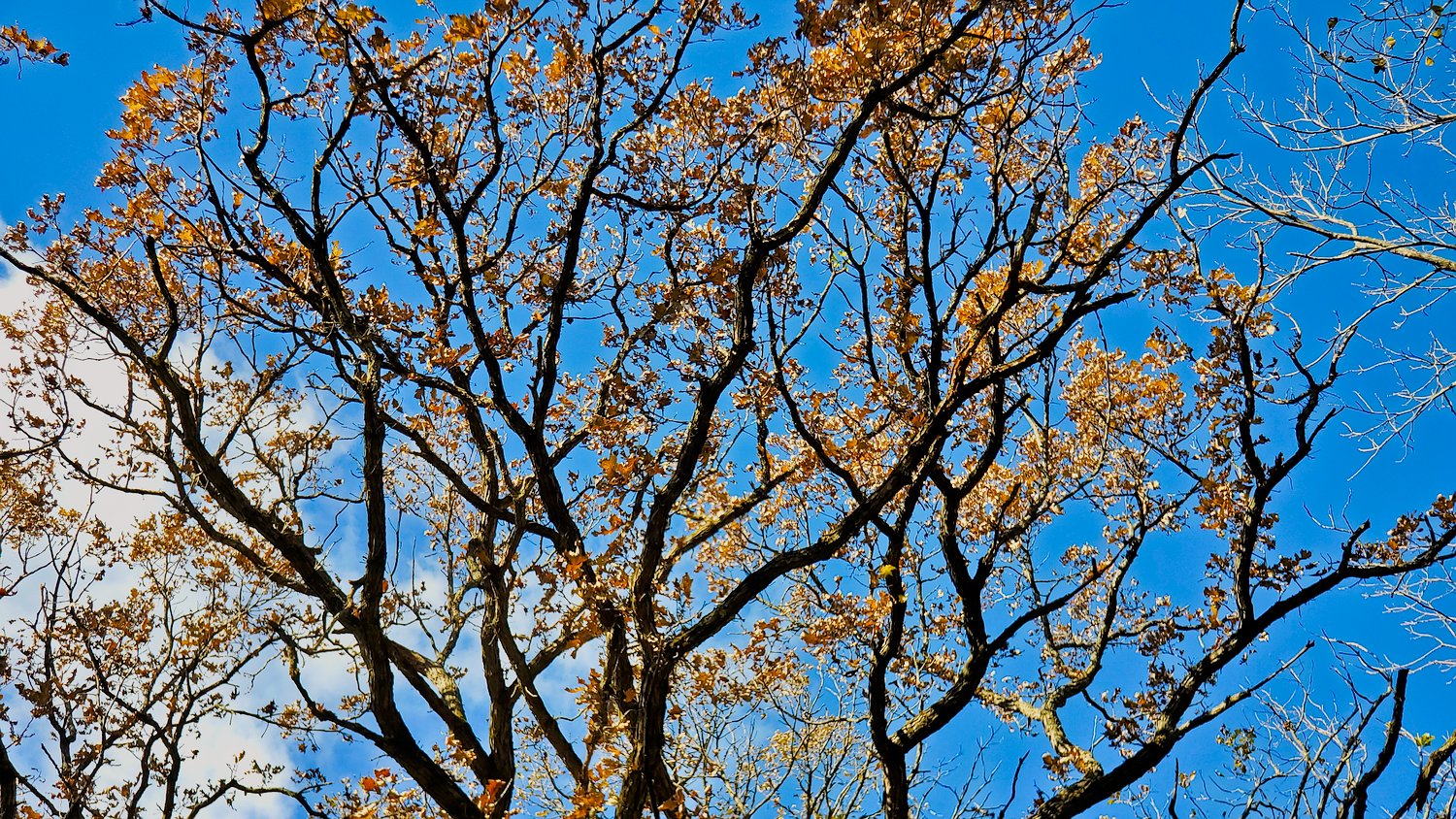 Tan leaves against the blue sky at Rush Creek Conservation Area.