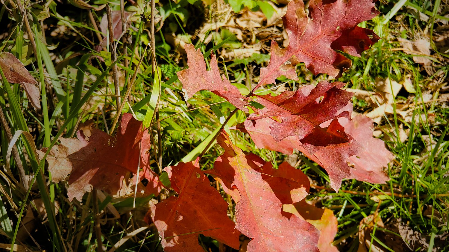 Red leaves with green grasses at Rush Creek Conservation Area.