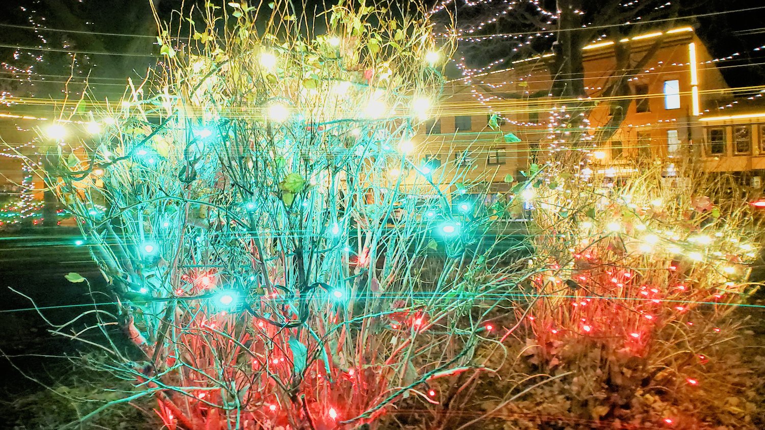 Red, green, and white Christmas lights on bushes around the Historic Square in Woodstock, IL.