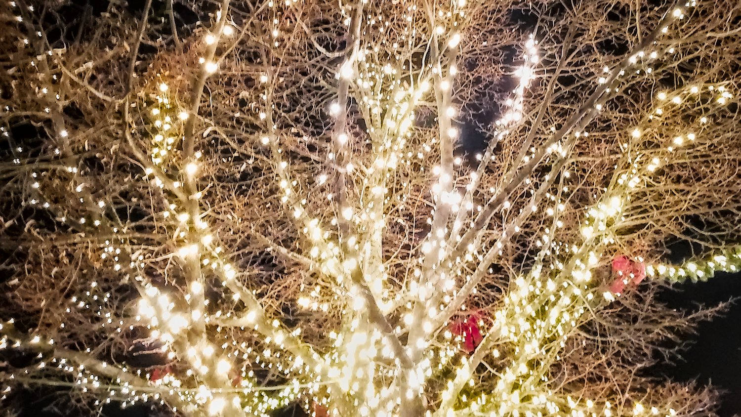 Light filled tree.
