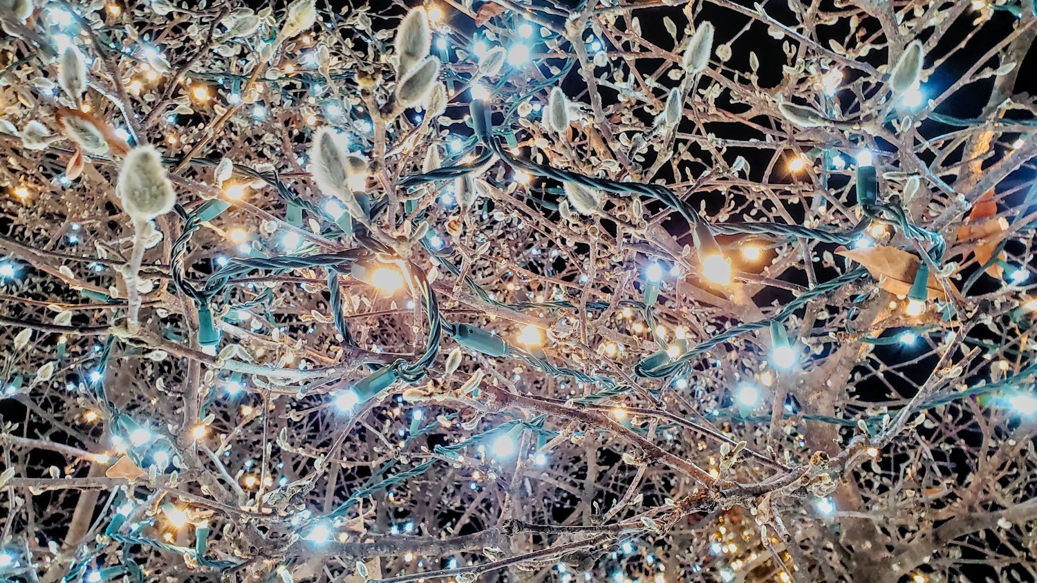 Close up of lights in tree.