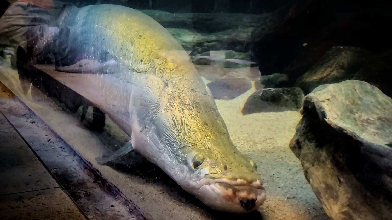 Amazing fish at Shedd Aquarium.