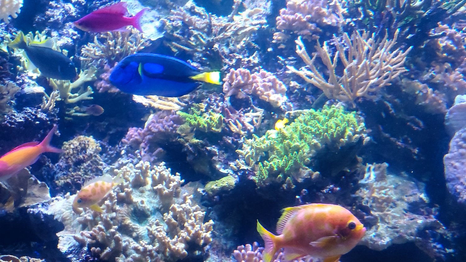Saltwater display at Shedd Aquarium.
