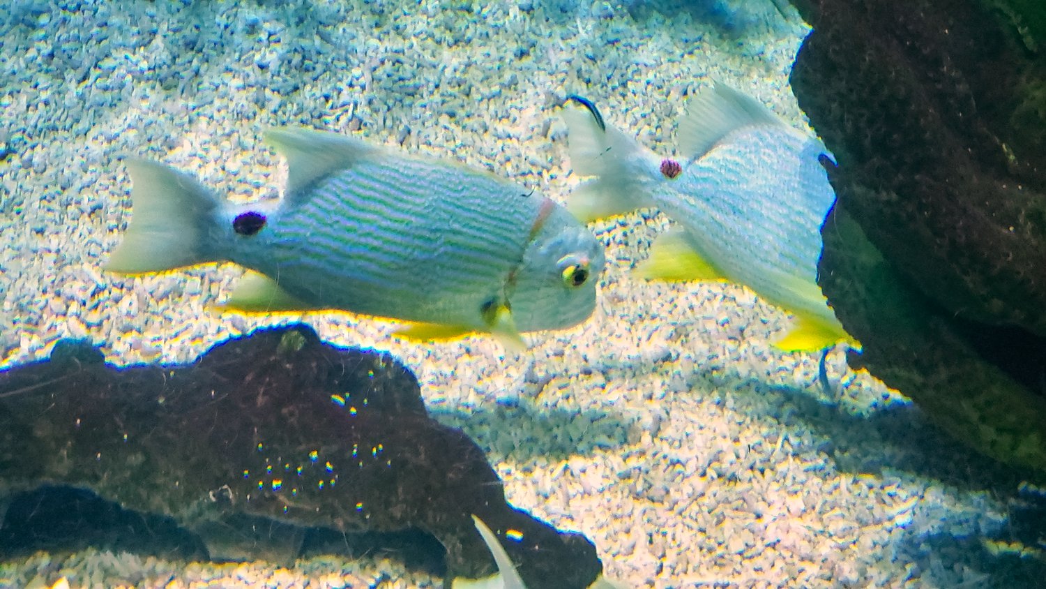 Display at Shedd Aquarium.