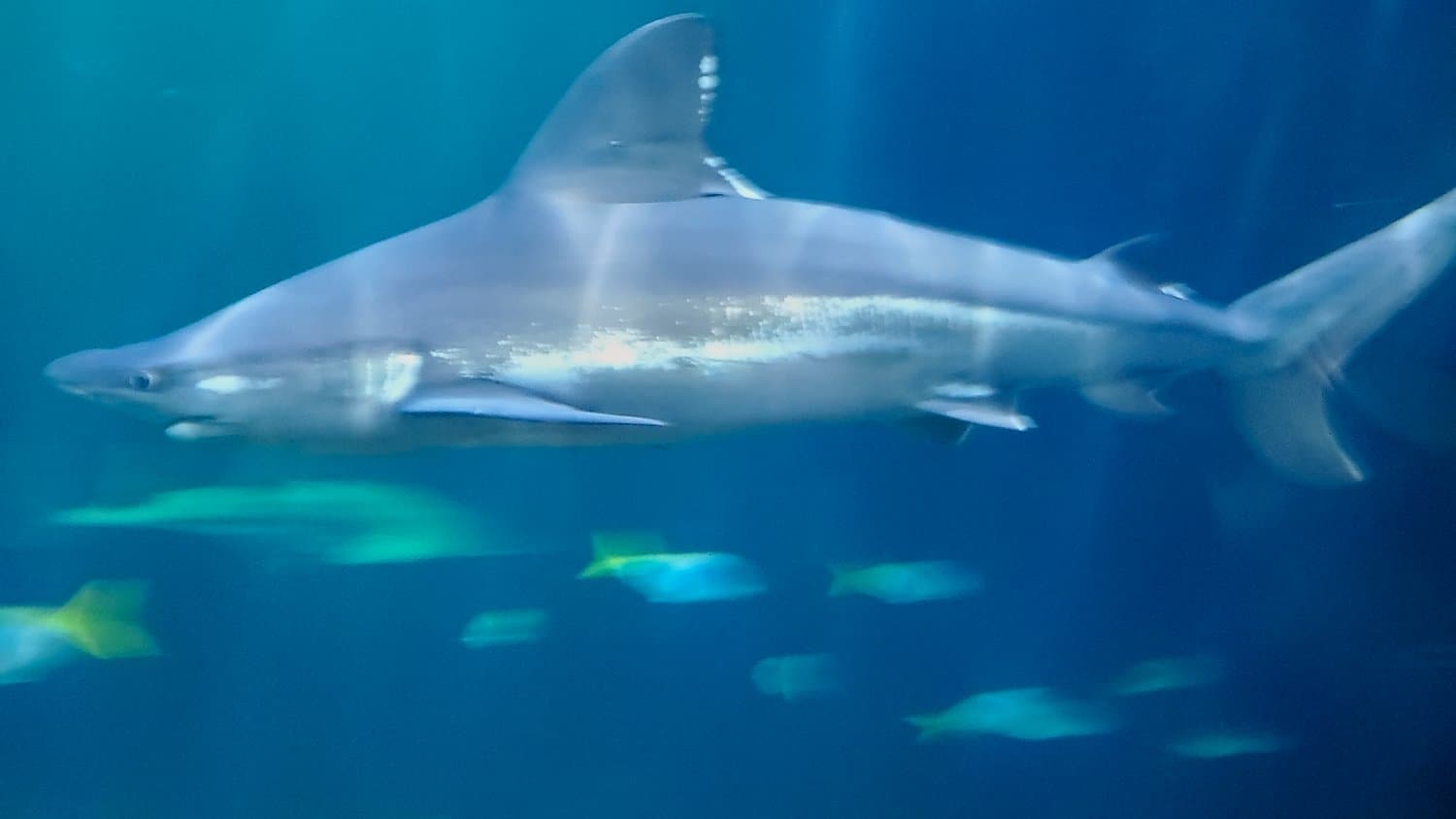 Shark at Shedd Aquarium.