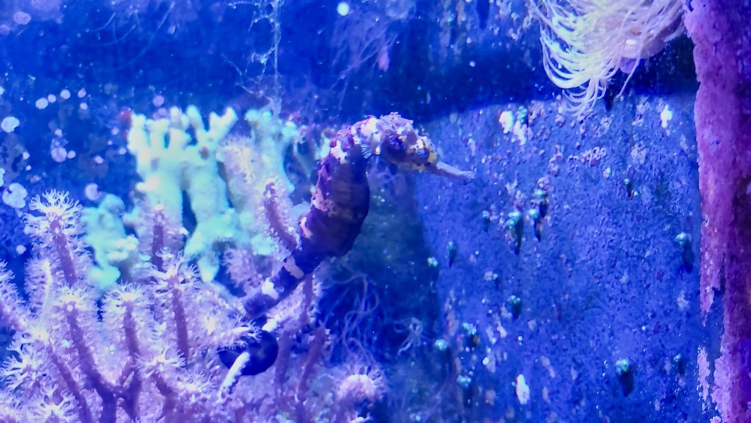 Seahorse at Shedd Aquarium.