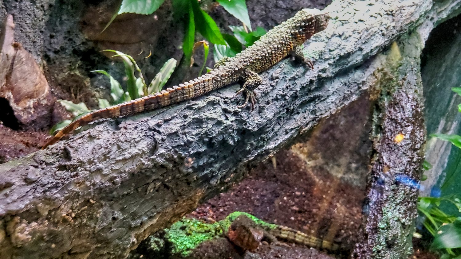 Reptiles at Shedd Aquarium.