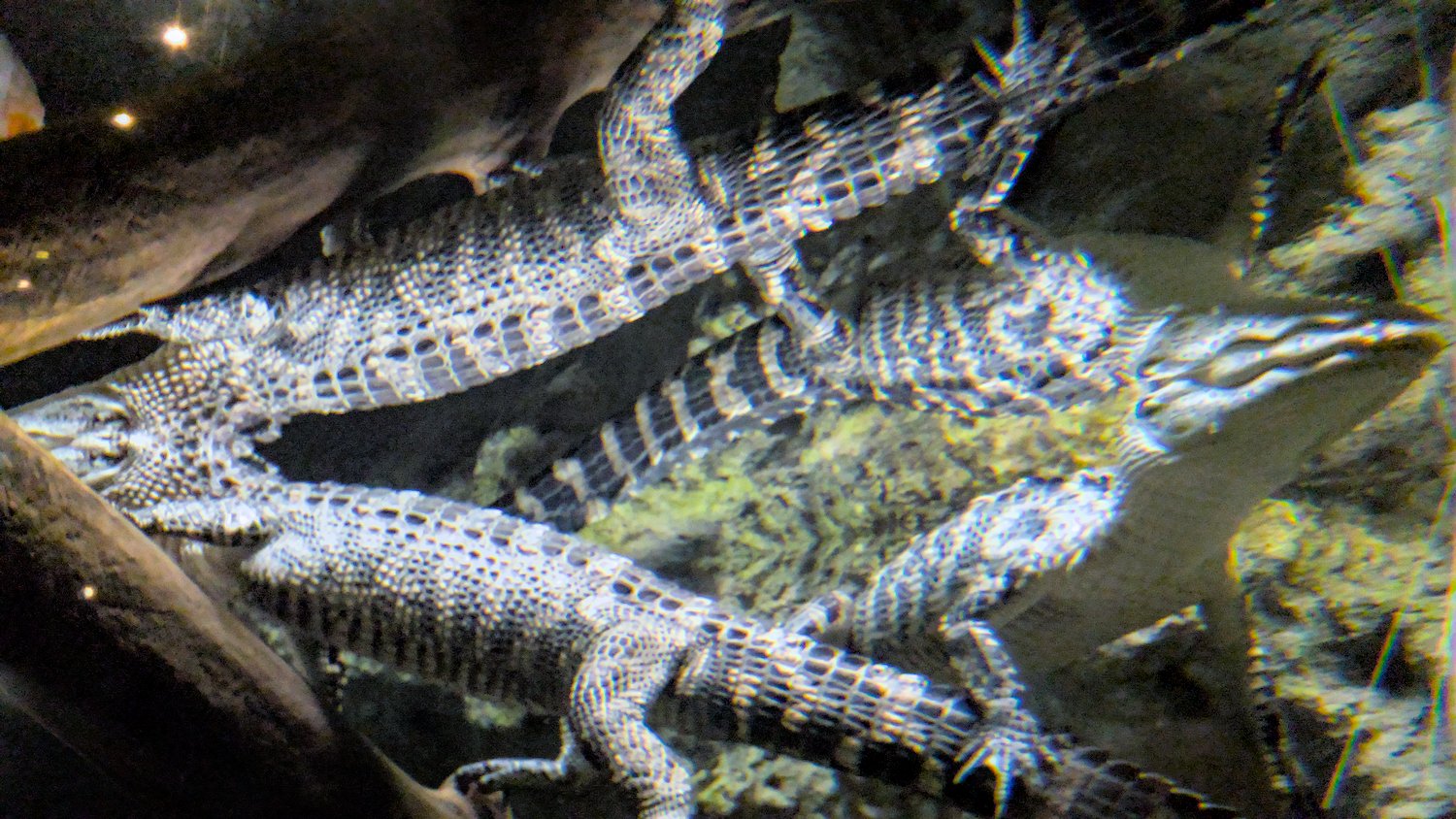 Alligators reflected on the surface.