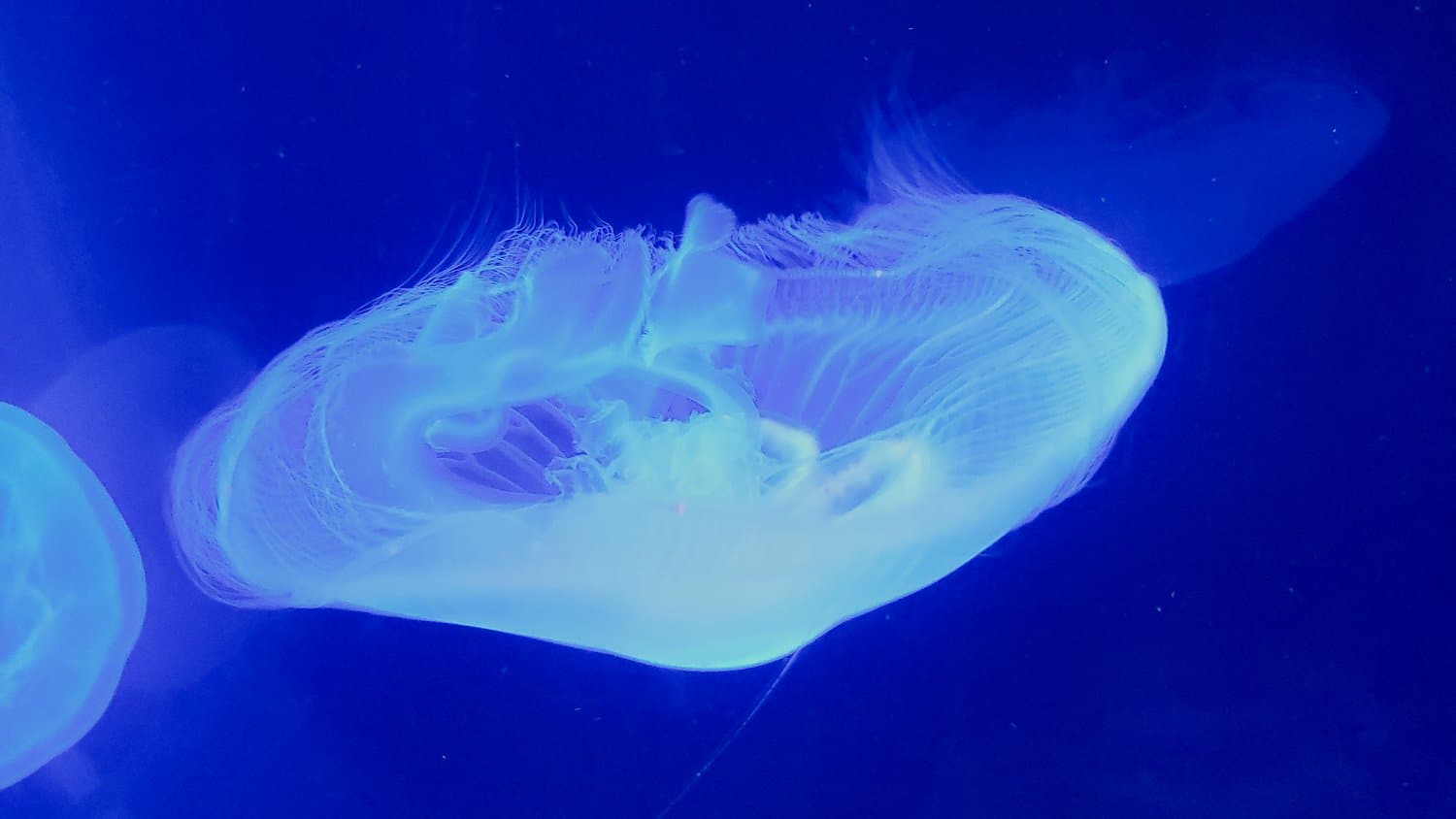 Jellyfish display at Shedd Aquarium.