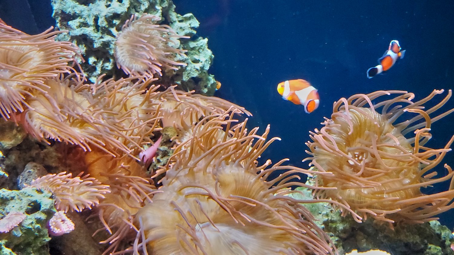 Clown fish and sea anemone.