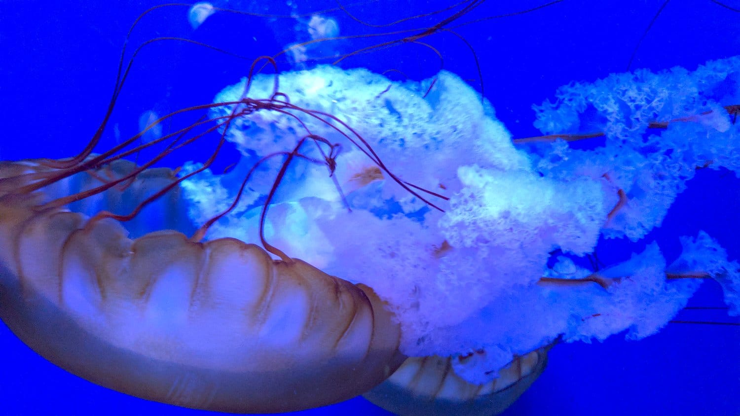 Amazing jellyfish at Shedd Aquarium.