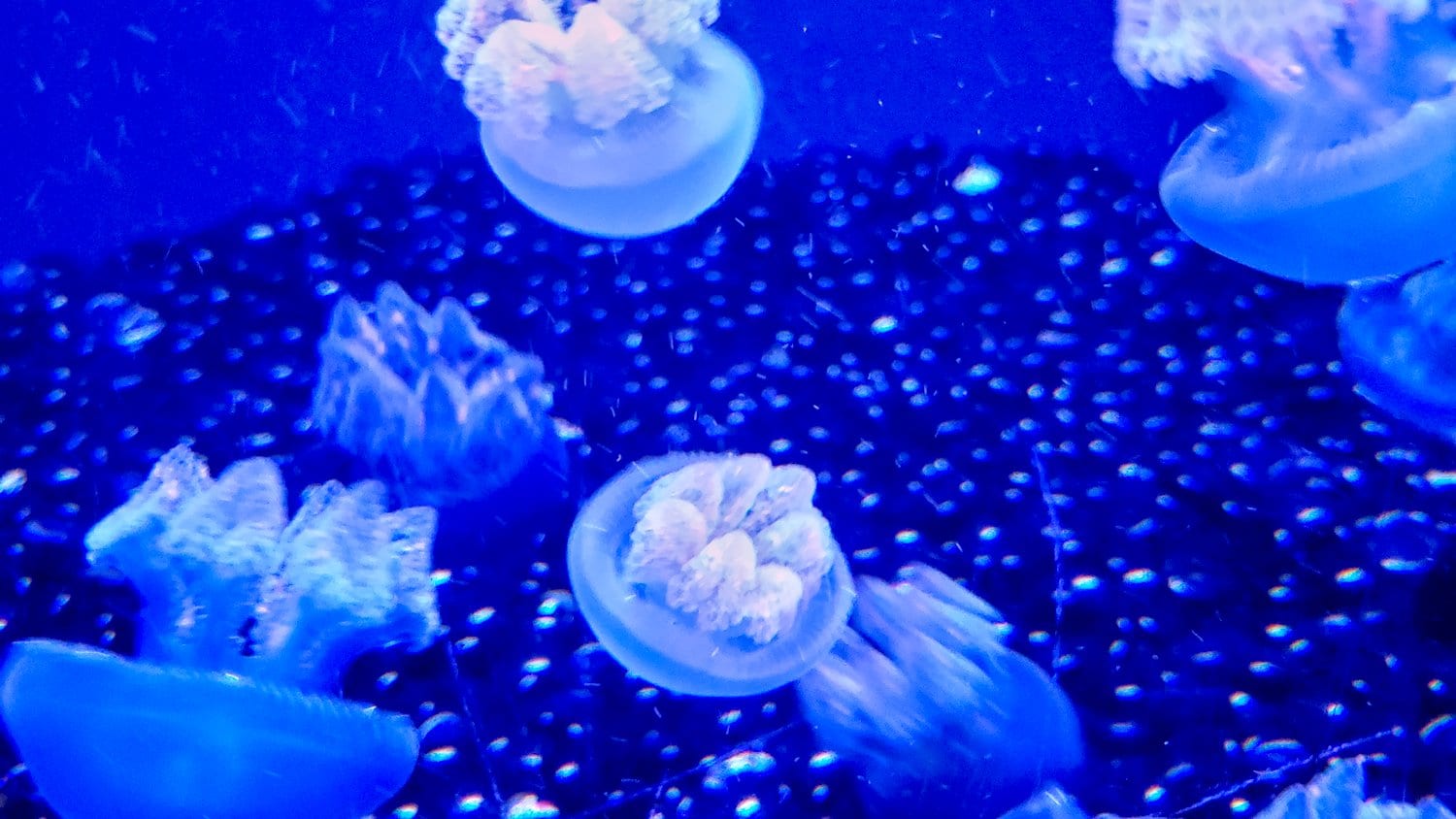 Mushroom cap jellyfish at Shedd Aquarium.