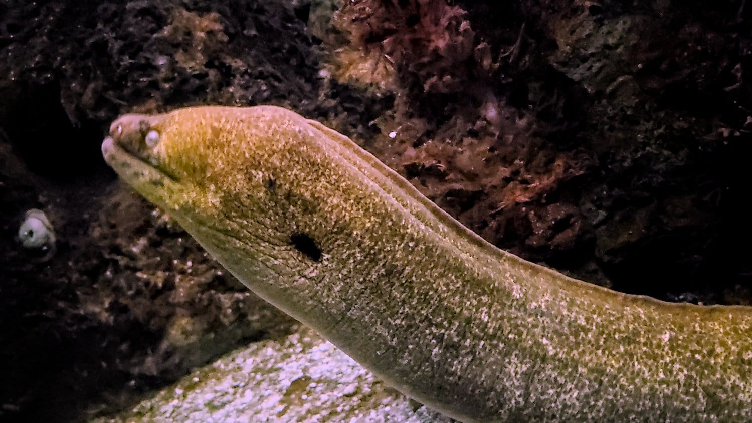 Eel display at Shedd Aquarium.