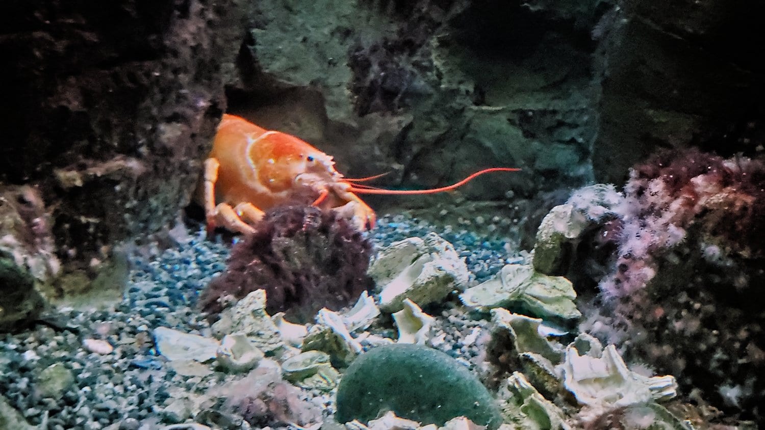 Lobster at Shedd Aquarium.