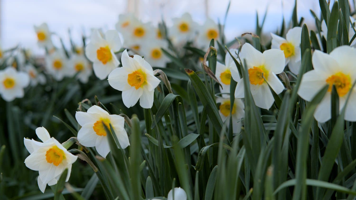 White daffodils.