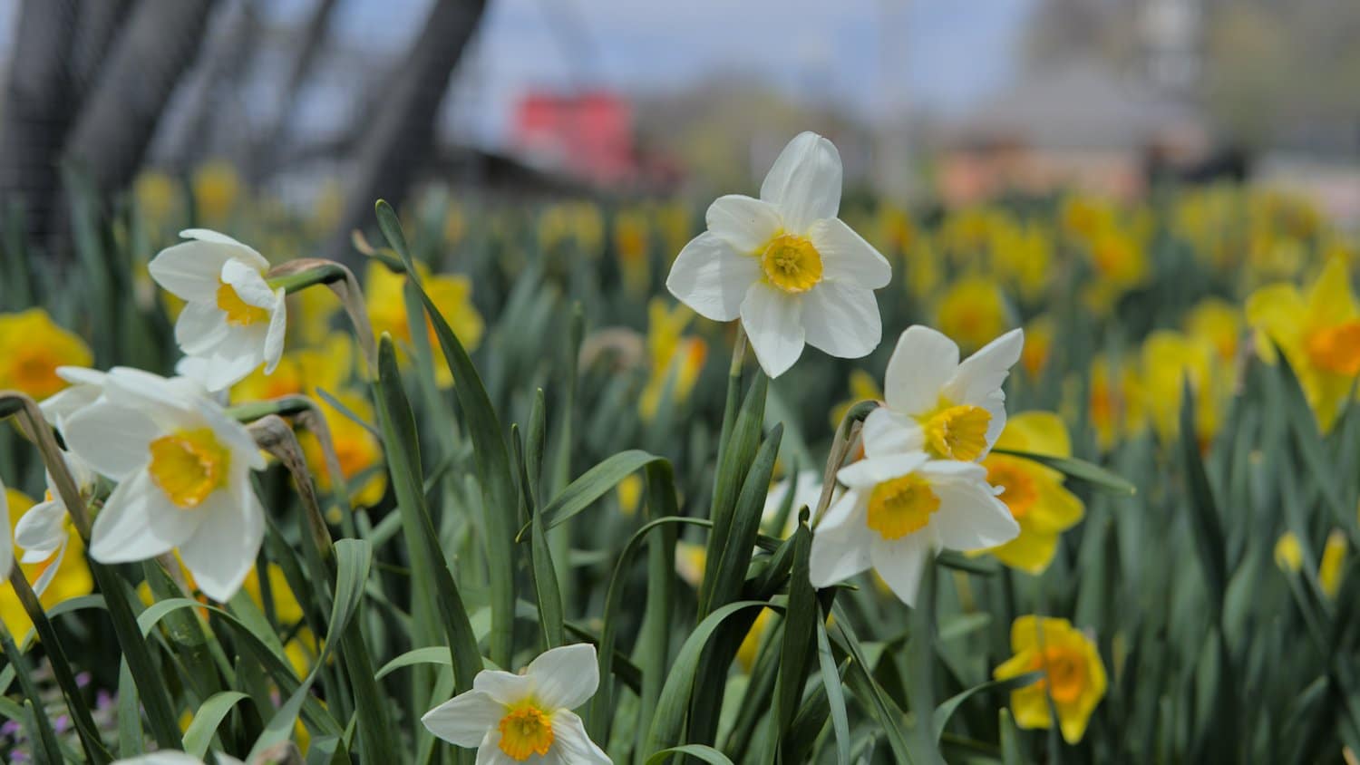 White and yellow daffodils.