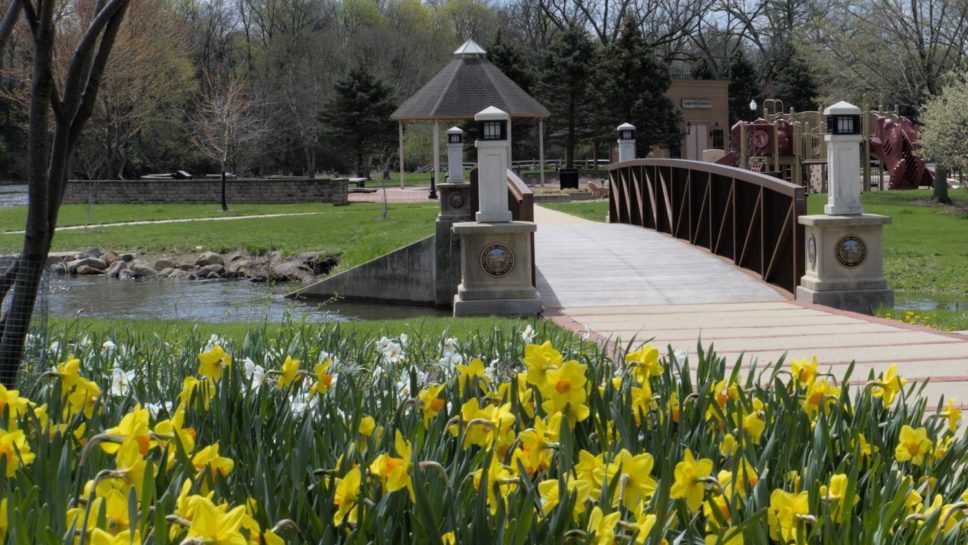 Yellow daffodils and a view of the walking bridge over Crystal Creek and the gazebo and playground in Cornish Park.