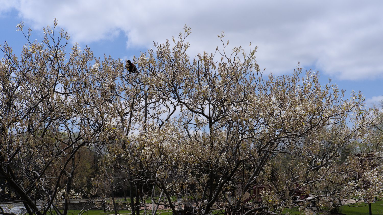 Red-winged blackbird in a tree.