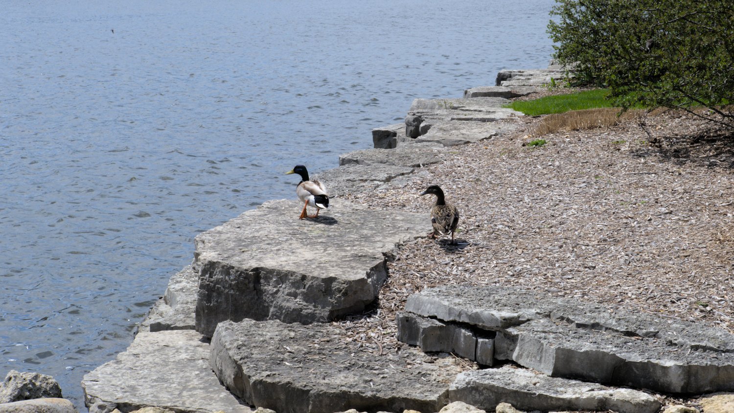 Two mallard ducks walk along the riverbank.