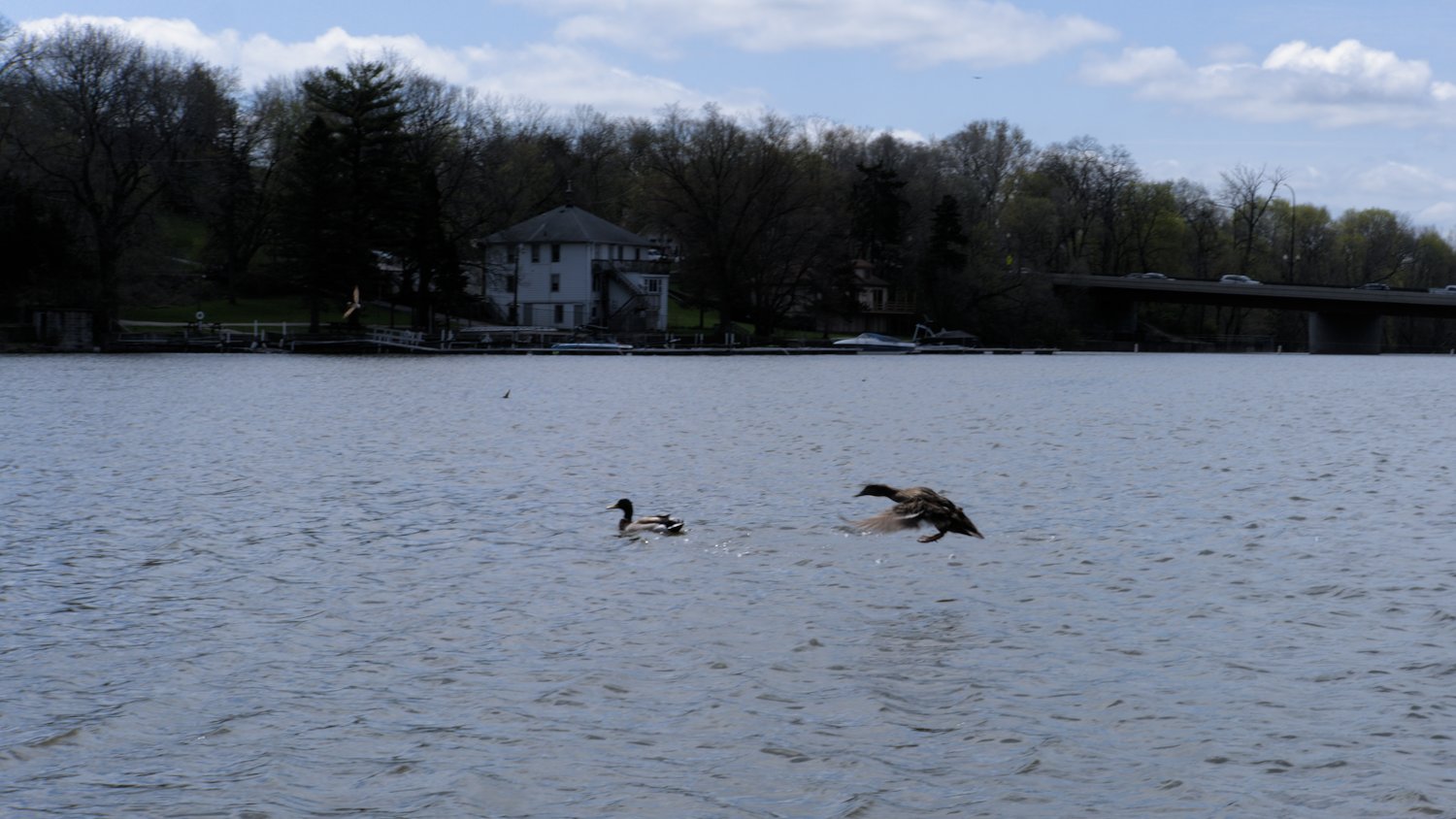 Mallard ducks in flight and in the river.