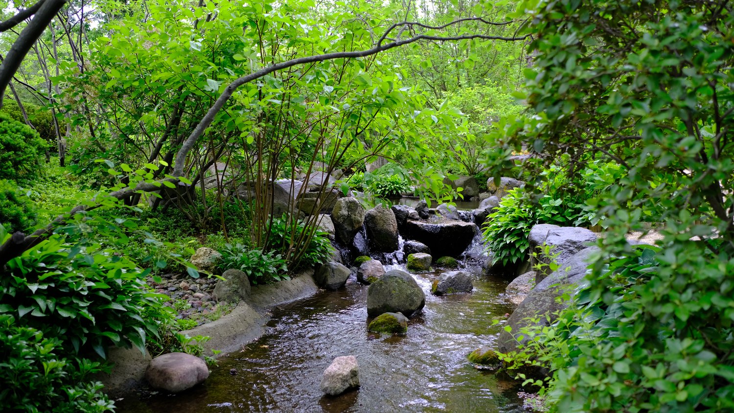View of a small brook running through Anderson Japanese Gardens.