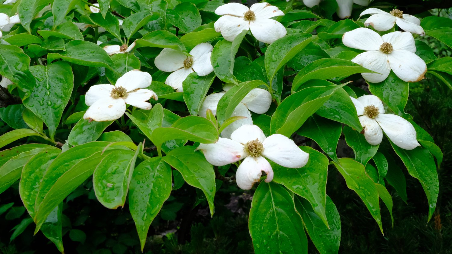 White flowers in a sea of green leaves.