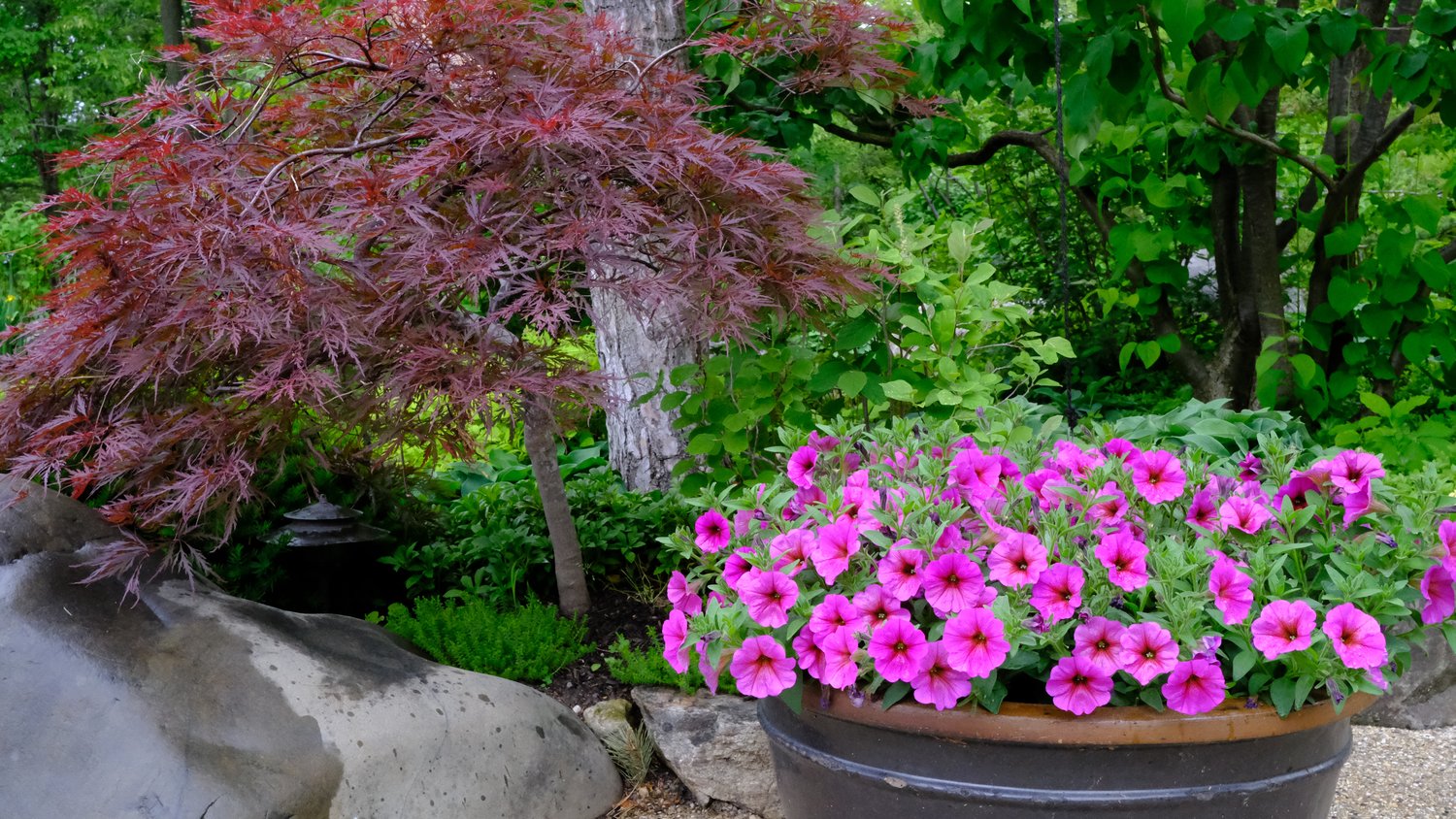 Japanese maple tree and pot of pink flowers.