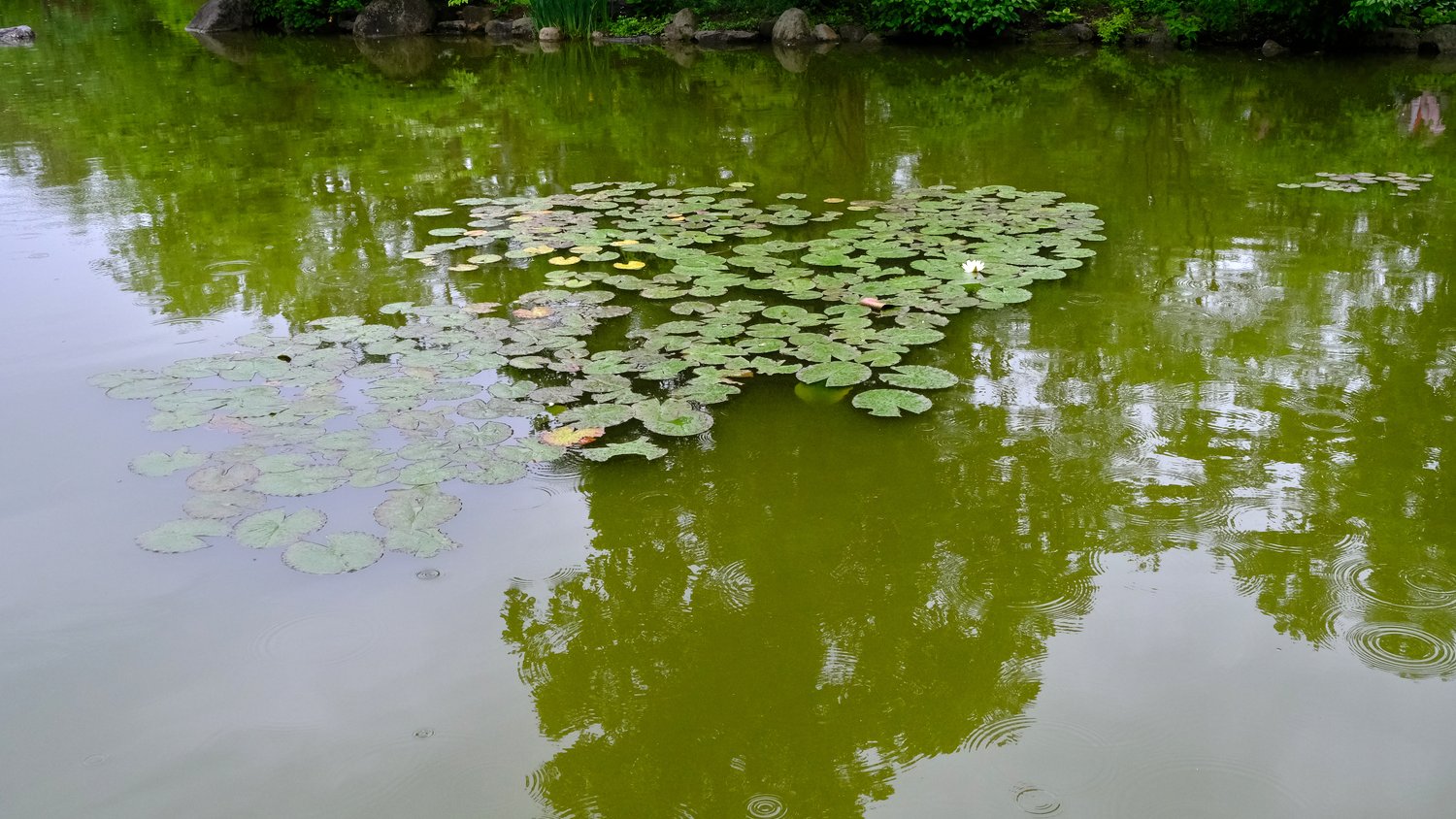 Lilly pads in the Garden of Reflection pond.