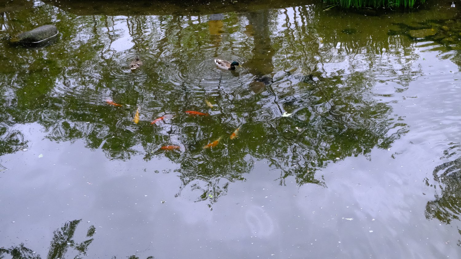 Mallards and koi by the viewing deck.
