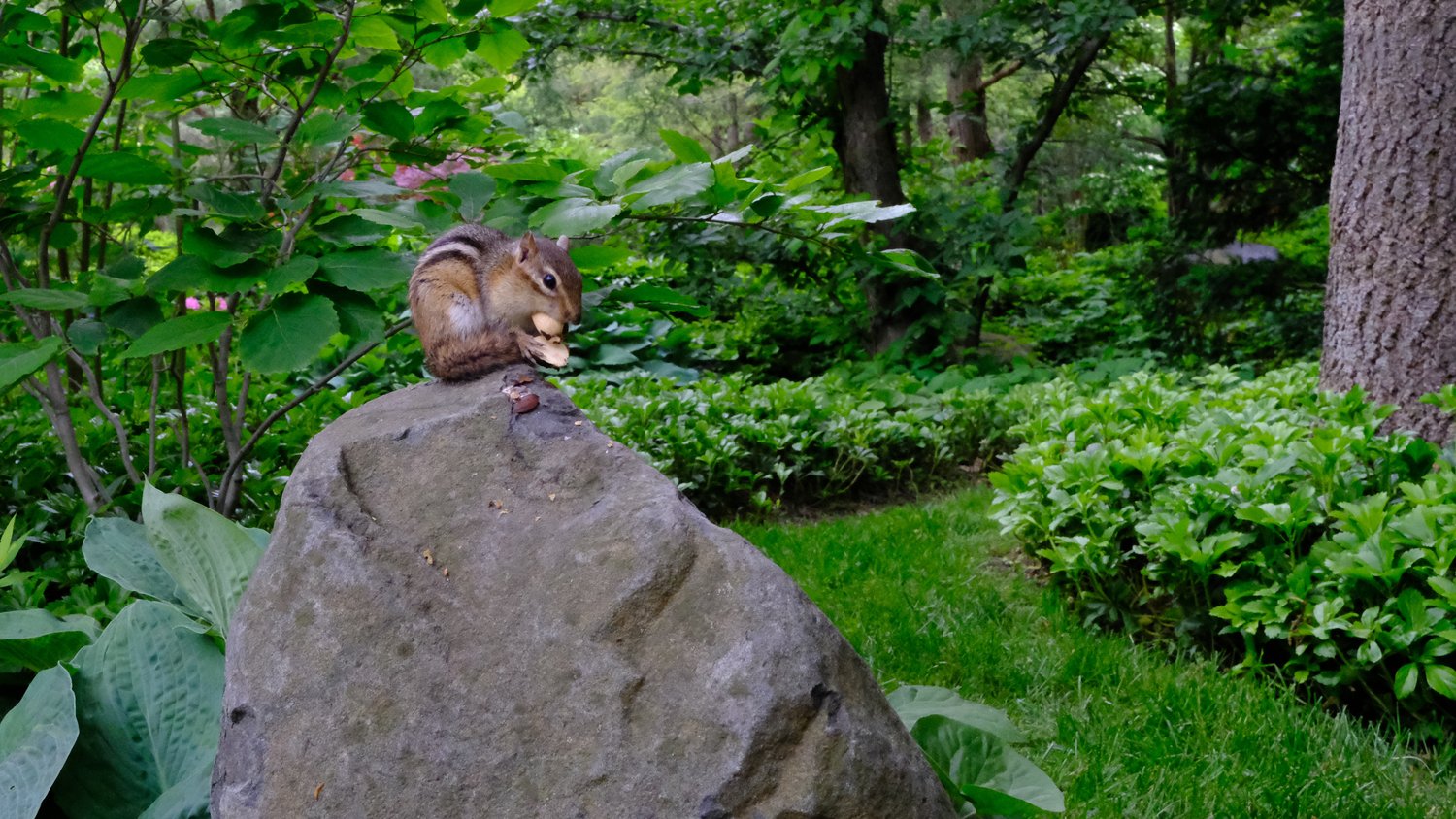 Two feet away from a chipmunk on a rock.